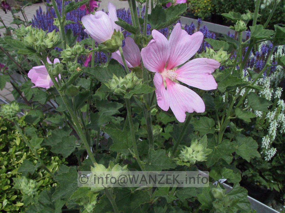 Lavatera thuringiaca Barnsley 01.JPG